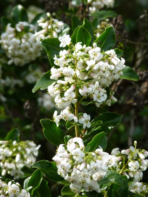Escallonia 'Iveyi' fleur